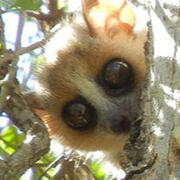 Lemur Conservation Foundation