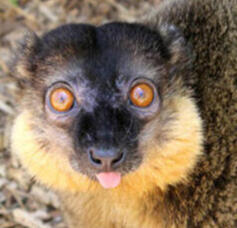 Lemur Conservation Foundation