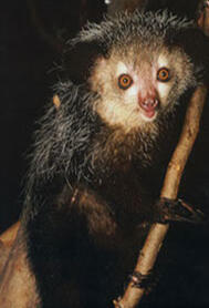 Lemur Conservation Foundation